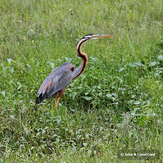 J01_1913 Purple Heron.JPG